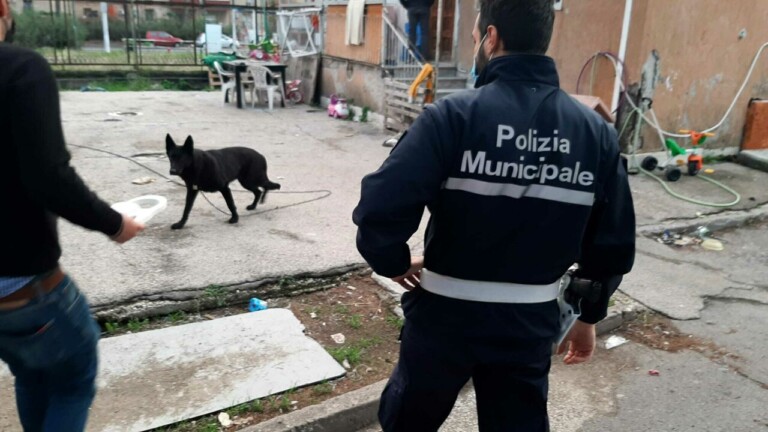 La Polizia Municipale di Napoli, all'Asl Veterinaria, è intervenuta nel Rione Traiano per liberare alcuni cani maltrattati e incatenati