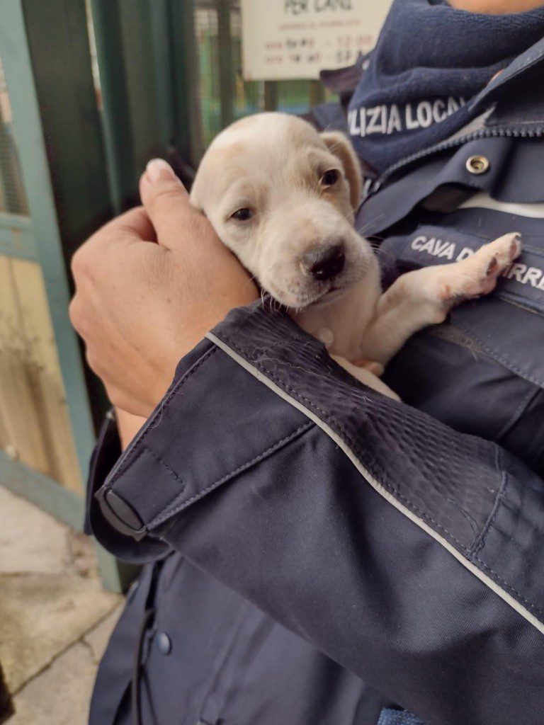 cuccioli gettati nel fiume gelido